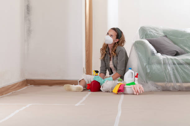 Reliable Basement Mold Removal contractor in Springfield, VA by Cheap Mold Removal