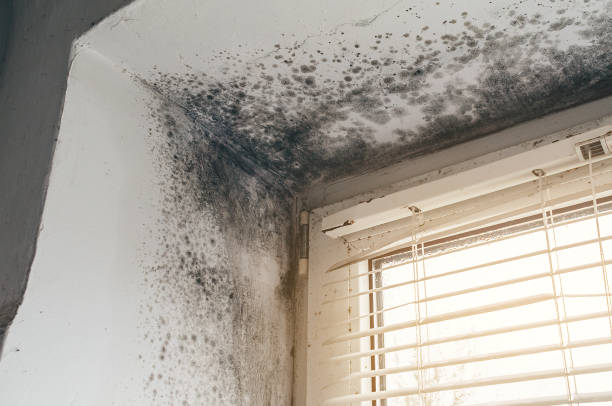 Trusted Mold Inspection service in Springfield, VA - Cheap Mold Removal