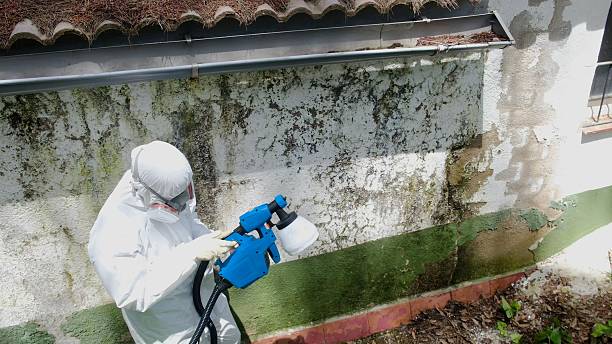 Top rated local Basement Mold Removal specialists in Springfield, VA
